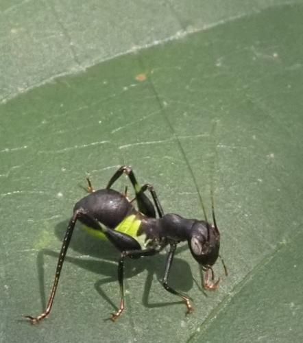 Eurycorypha sp.